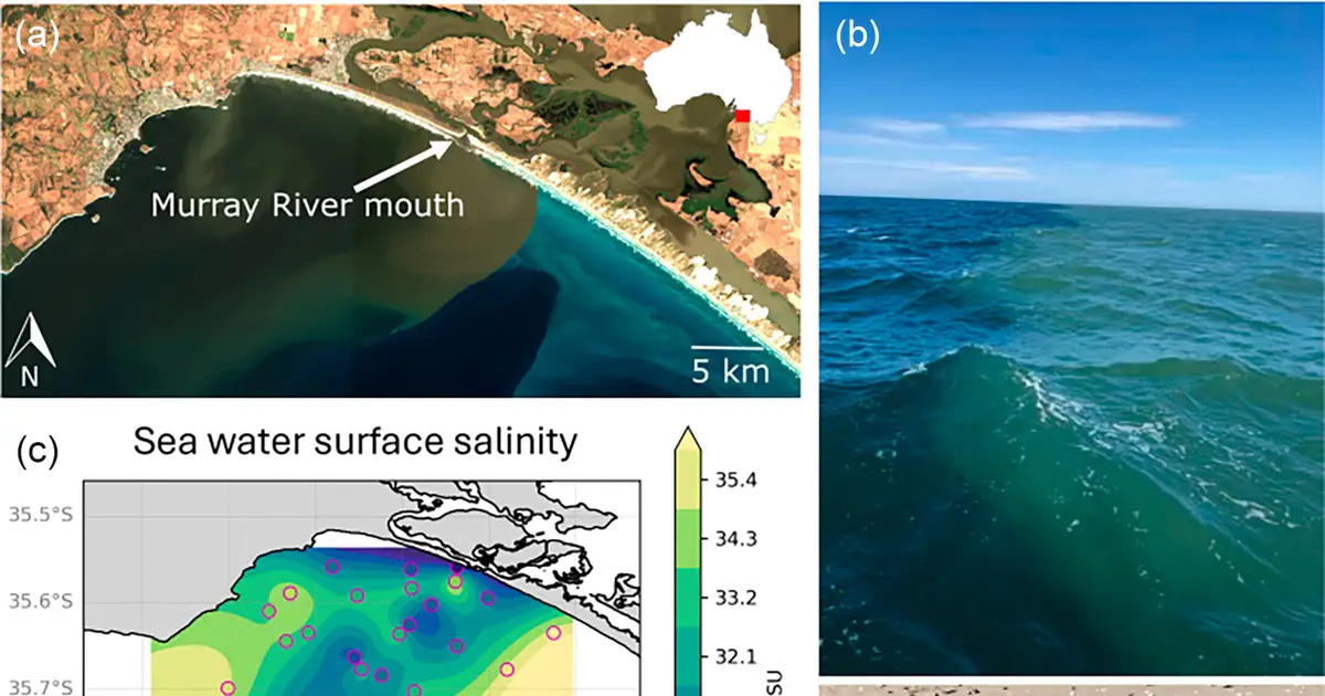 Flooding rains, ocean gains: How a huge Murray flood gave the sea a feast