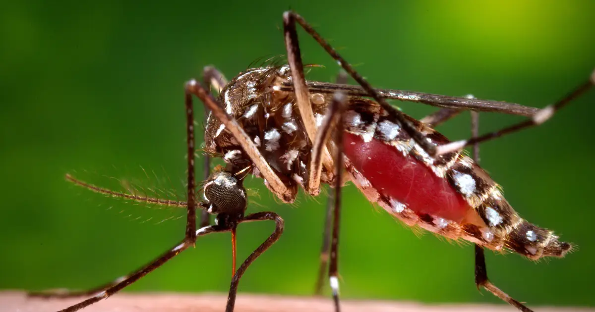 Florida's dengue outbreak is now the largest in a US state in decades