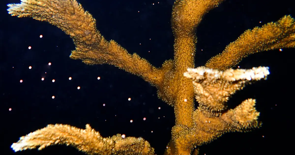Coral experts unite in historic effort to restore Florida's coral reef
