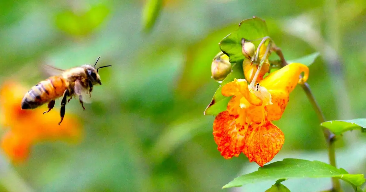 Flowering in the city: The bumblebee connection