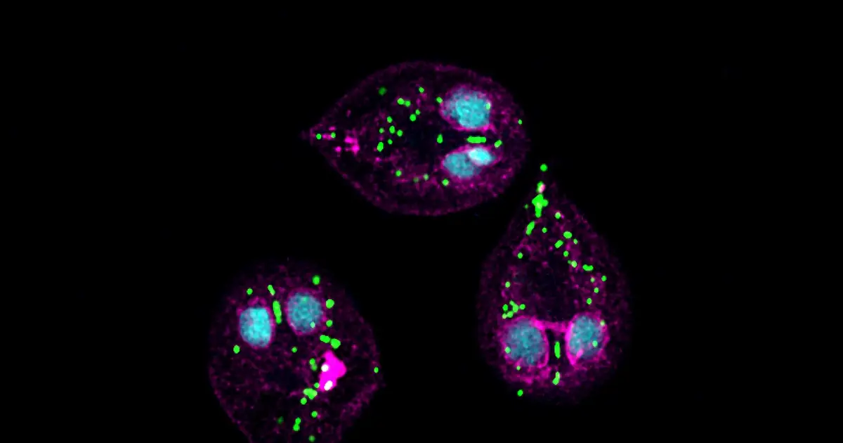Mapping parasite mitochondria reveals ancient pathways and dozens of potential new drug targets