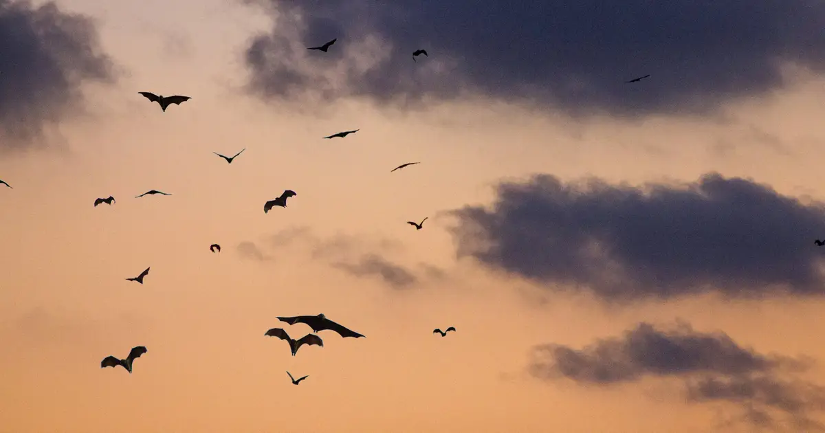 Cutting out the noise: How horseshoe bats adapt their echolocation behavior in colonies