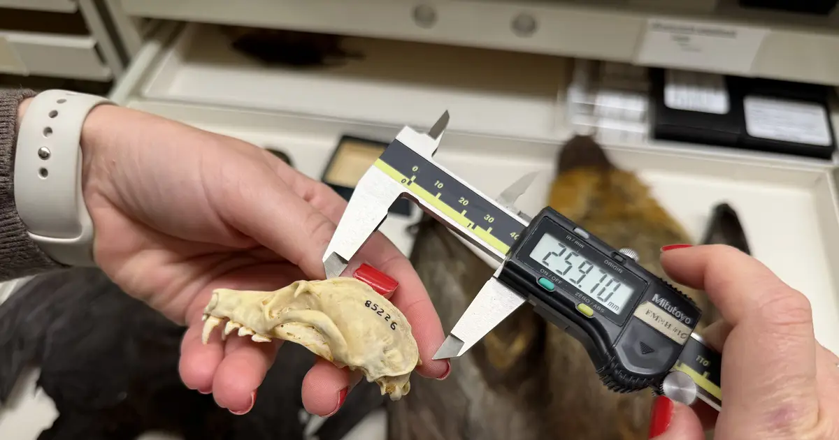 Museum specimens reveal shrinking flying foxes in Madagascar, with commercial hunting suspected