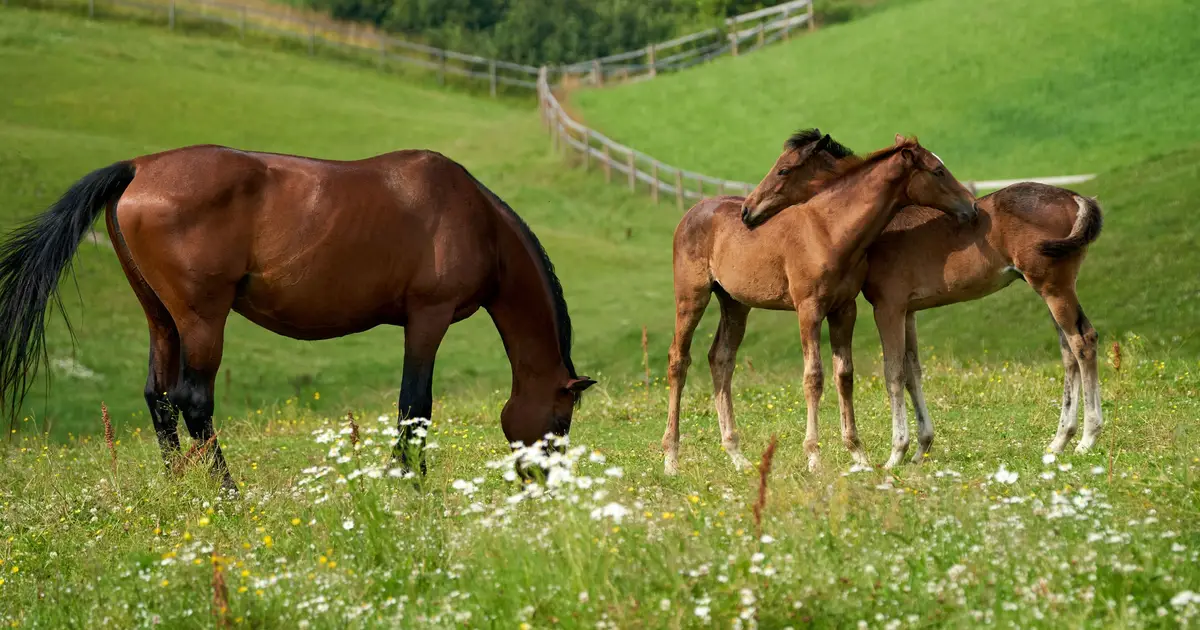 Rapid bacterial community profiling of equine microbiomes using Oxford Nanopore sequencing
