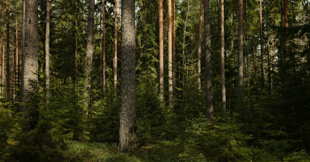 Conifers are making a comeback in Quebec's forests, study shows