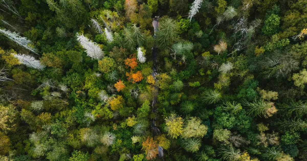 Tree species diversity protects forests from climate extremes, study finds