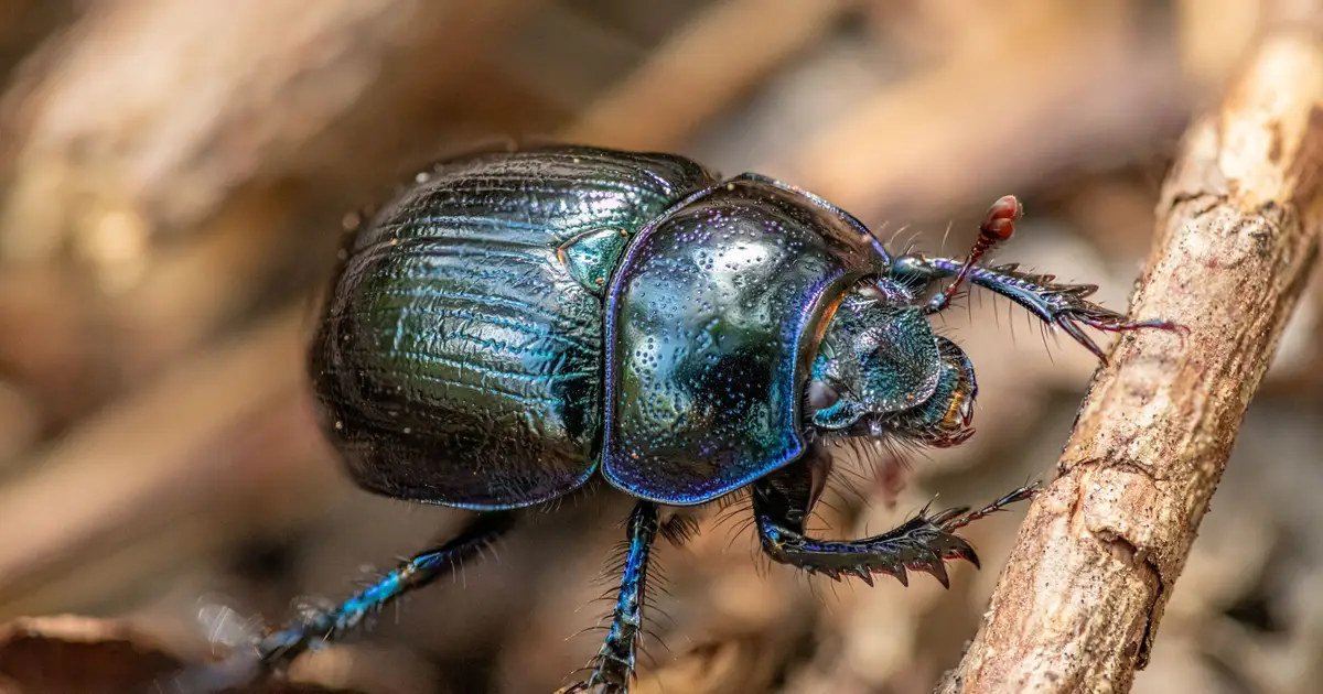 Gene-silencing technology to protect forests from invasive pests