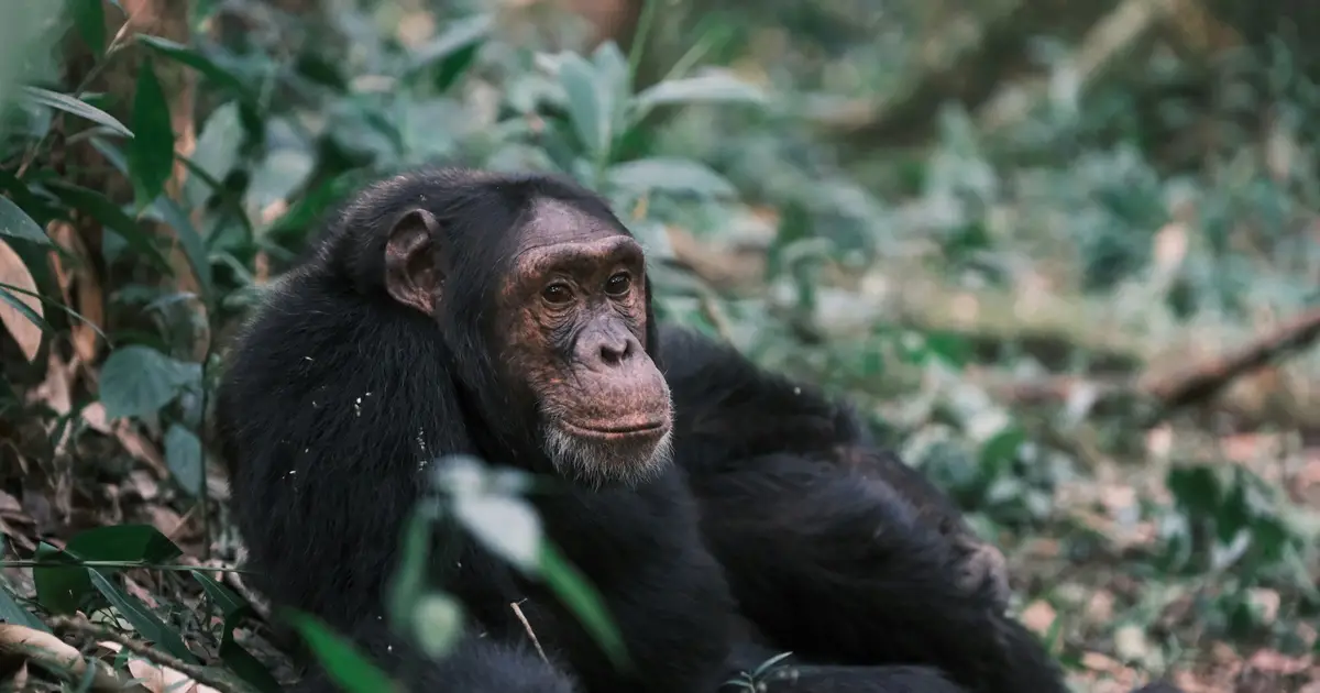 How well do past extinctions predict extinction risk today?