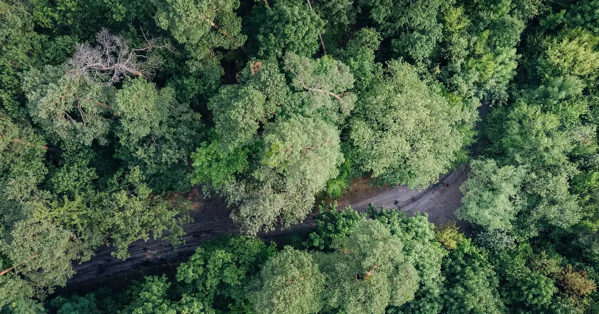 Burning forest 'waste' to make cement damages the climate. Let's pursue cleaner options