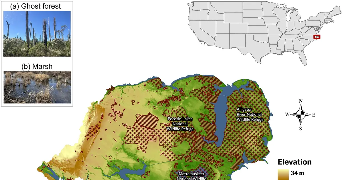 Forests are dying along North Carolina's coast—and it's speeding up