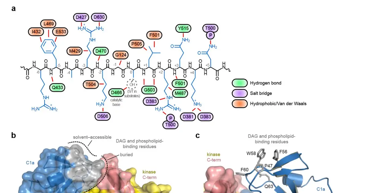 Four-decade mystery solved as PKCβ structure reveals new drug target
