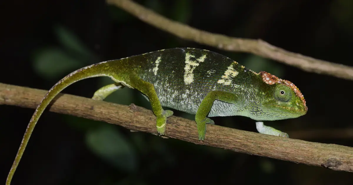 Four new chameleon species found on Mozambique's mountaintop 'sky islands'