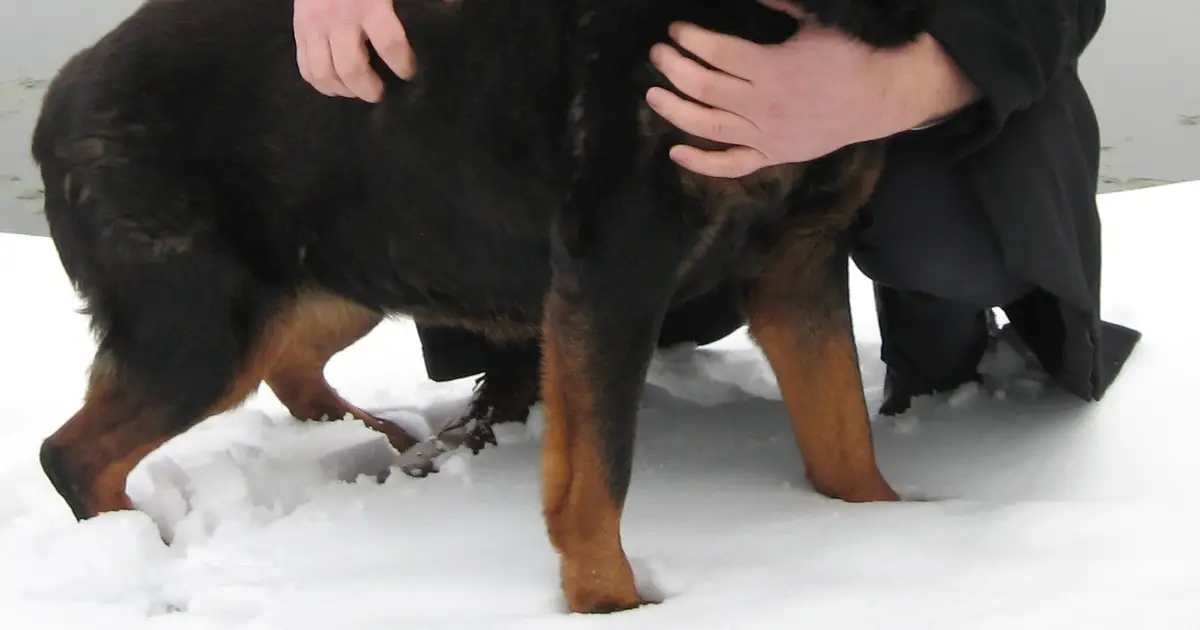 Motherhood may reduce late-life frailty rather than raise it, companion dog model suggests