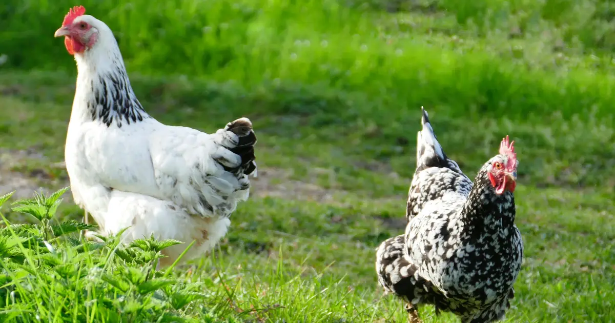 100% organic free-range egg production could have negative consequences for climate and nature