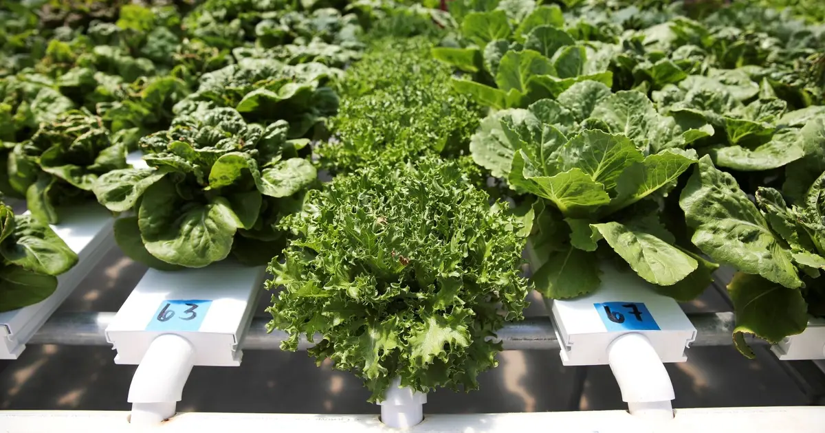 From fields to space farming, new tool detects crop drought stress before it's visible
