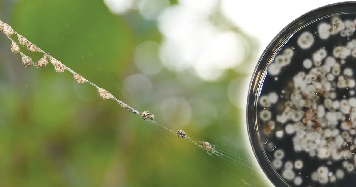 Spider webs capture hidden fungal diversity in Thai rice fields