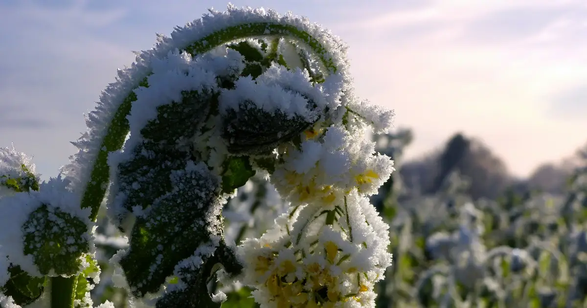 As El Niño strengthens across the Pacific, Australian farmers could face fierce frosts