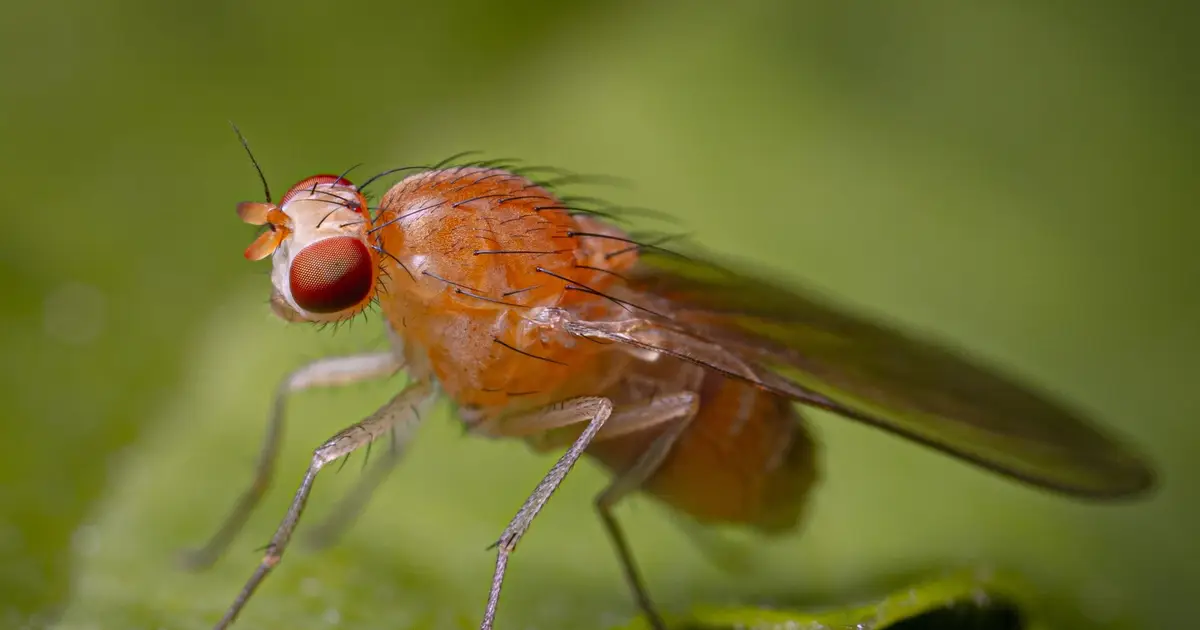 Mating reveals cholesterol's hidden role in male fruit fly lifespan