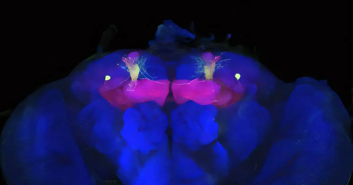 Fruit fly study sheds light on how forgotten memories return and change
