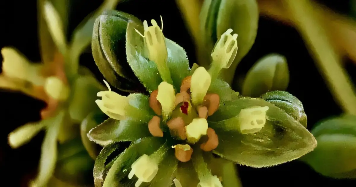 Gene discovery could shave years off avocado breeding