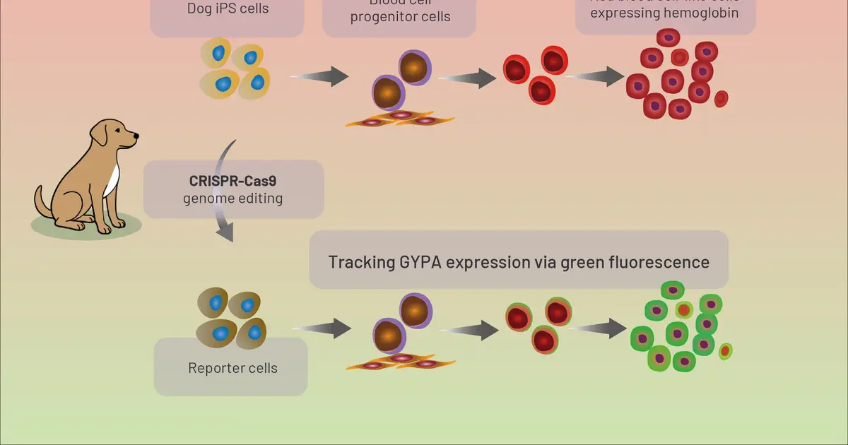 Generating red blood cell-like cells from canine induced pluripotent stem cells