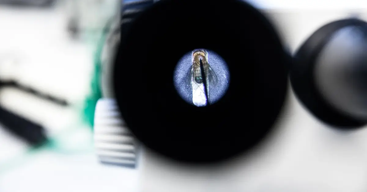 Random by design: Flickering genes may spend energy to achieve precision