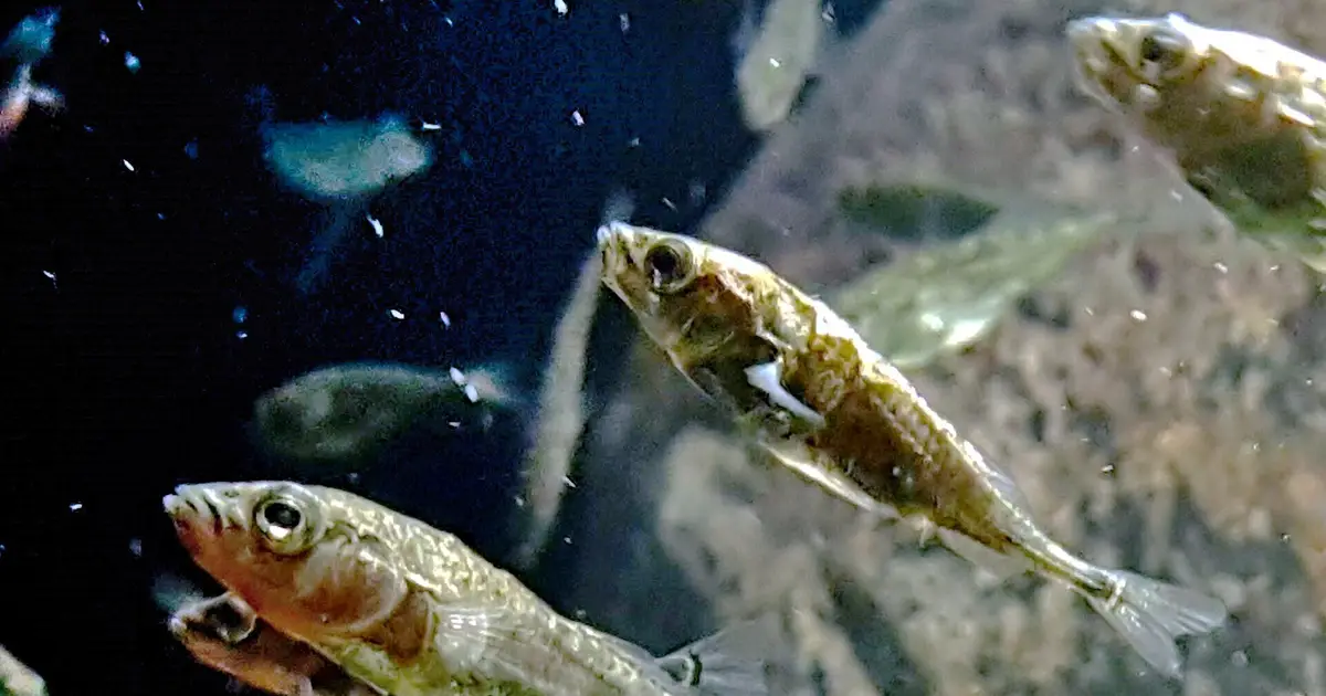 Icelandic fish 'hot tubs' reveal genetic adaptations to warming—and unexpected overeating