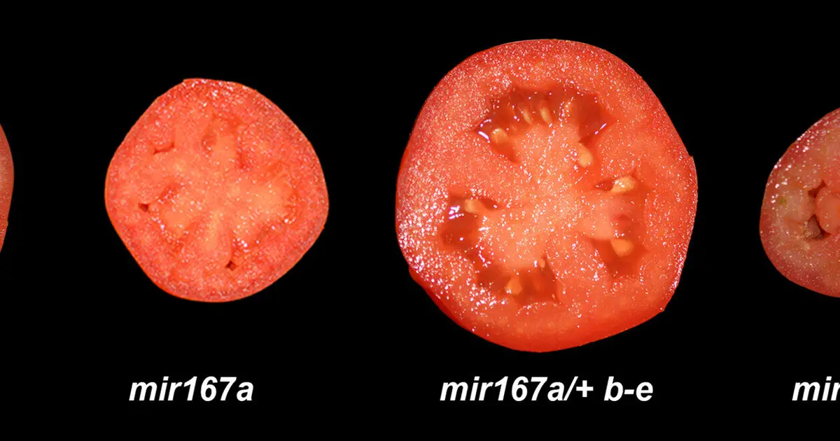 Genetic switch could help tomatoes produce fruit in cold weather