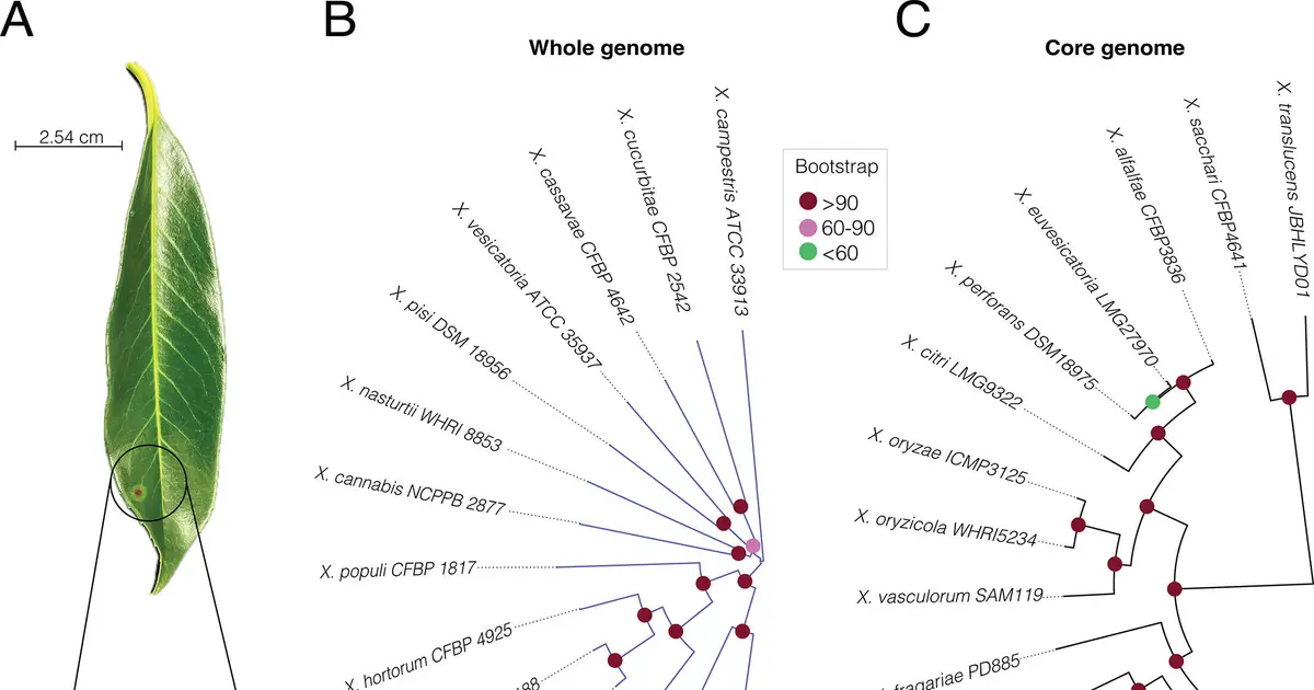 Genome detectives: Researchers sequence the genome of a harmful plant pathogen