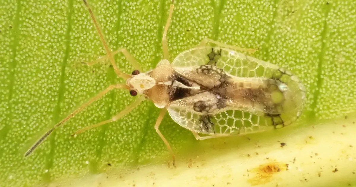Genomic study uncovers a new lace bug species on Japan's remote Ogasawara Islands