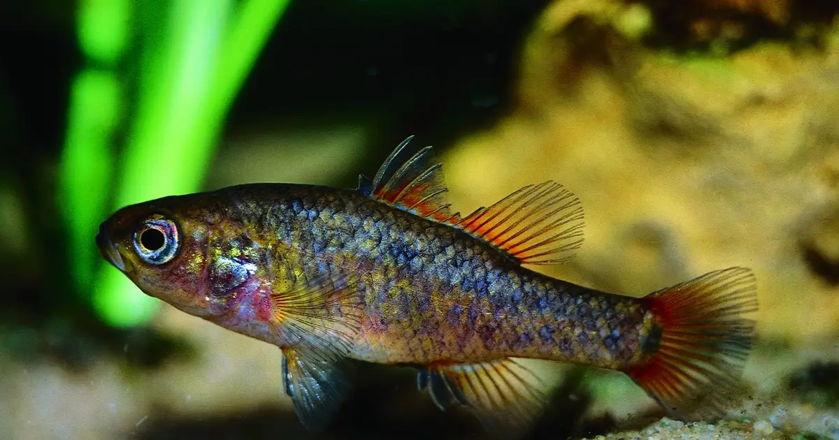 Genomics used to find endangered fish populations most vulnerable to climate change