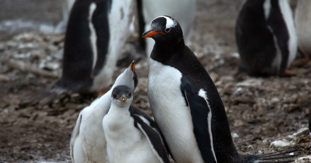 Gentoo penguins cope with climate change heat waves by breeding earlier