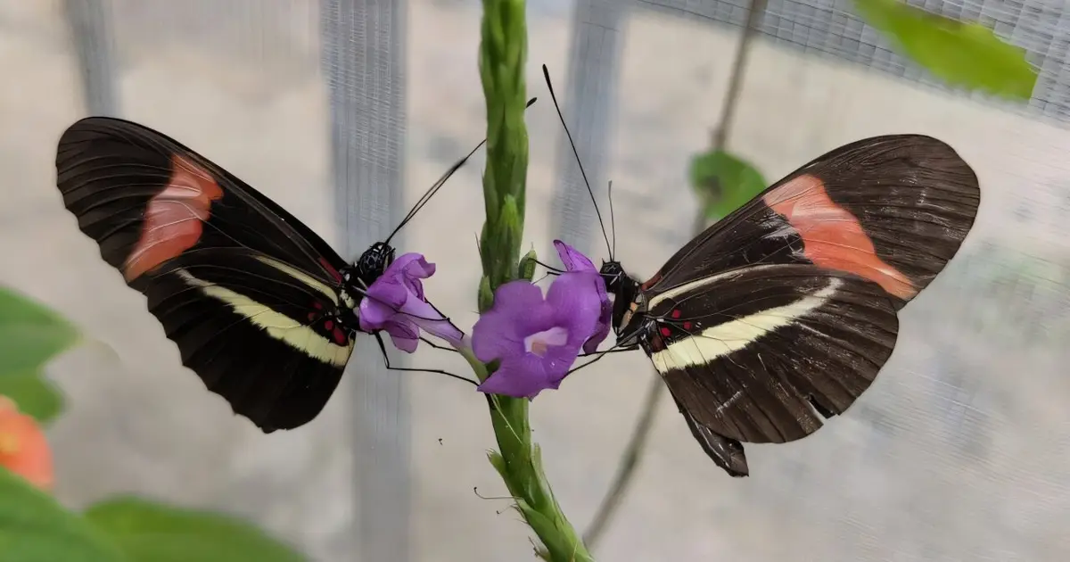 'Geriatric' butterfly species lives nearly three times as long as their relatives
