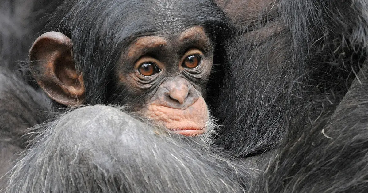 Laughter may date back 15 million years, shared by humans and great apes