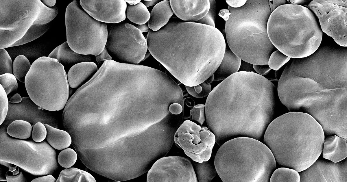 Giant wheat starch granules—a leap forward in biological engineering with potential benefits for diet, manufacturing