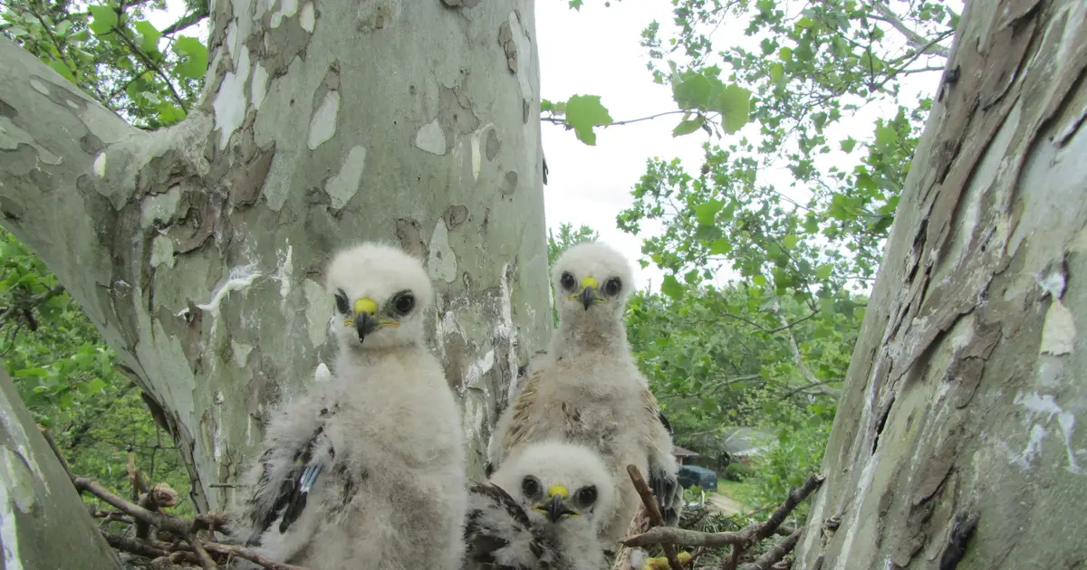 Girl power: Red-shouldered hawk parents invest more in female offspring