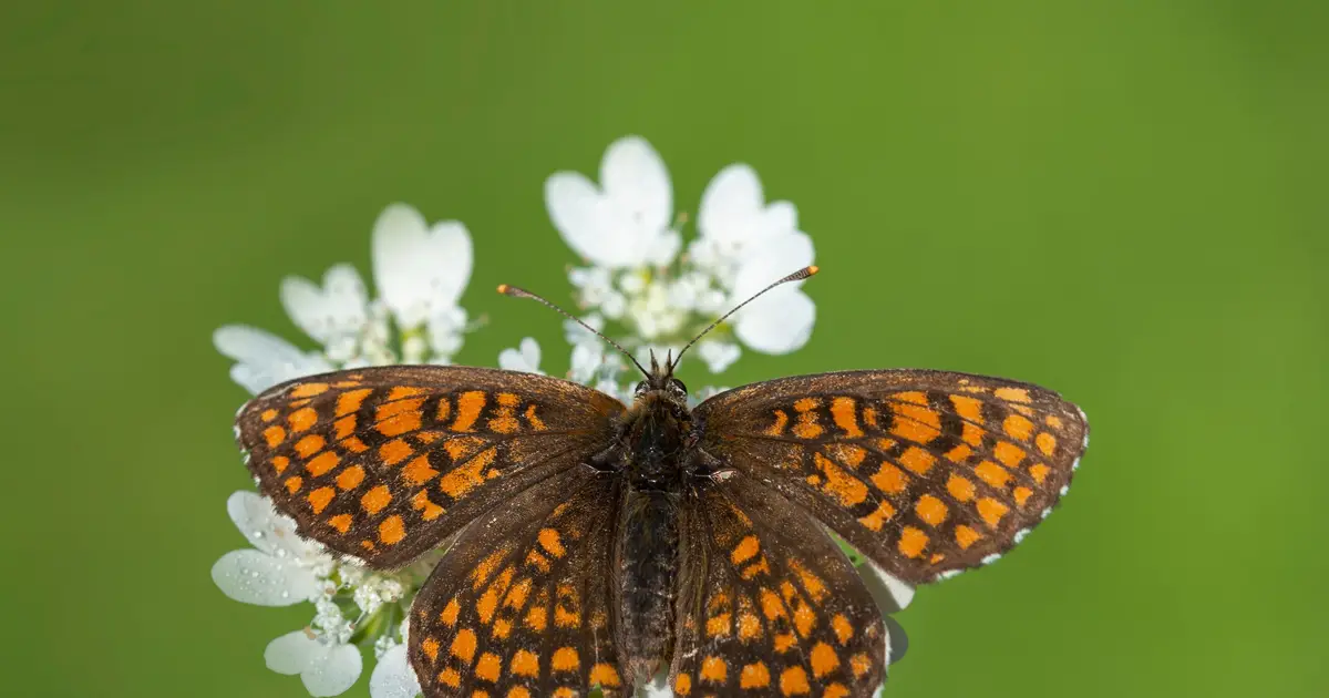 Poor genetic health threatens many species—but it's fixable