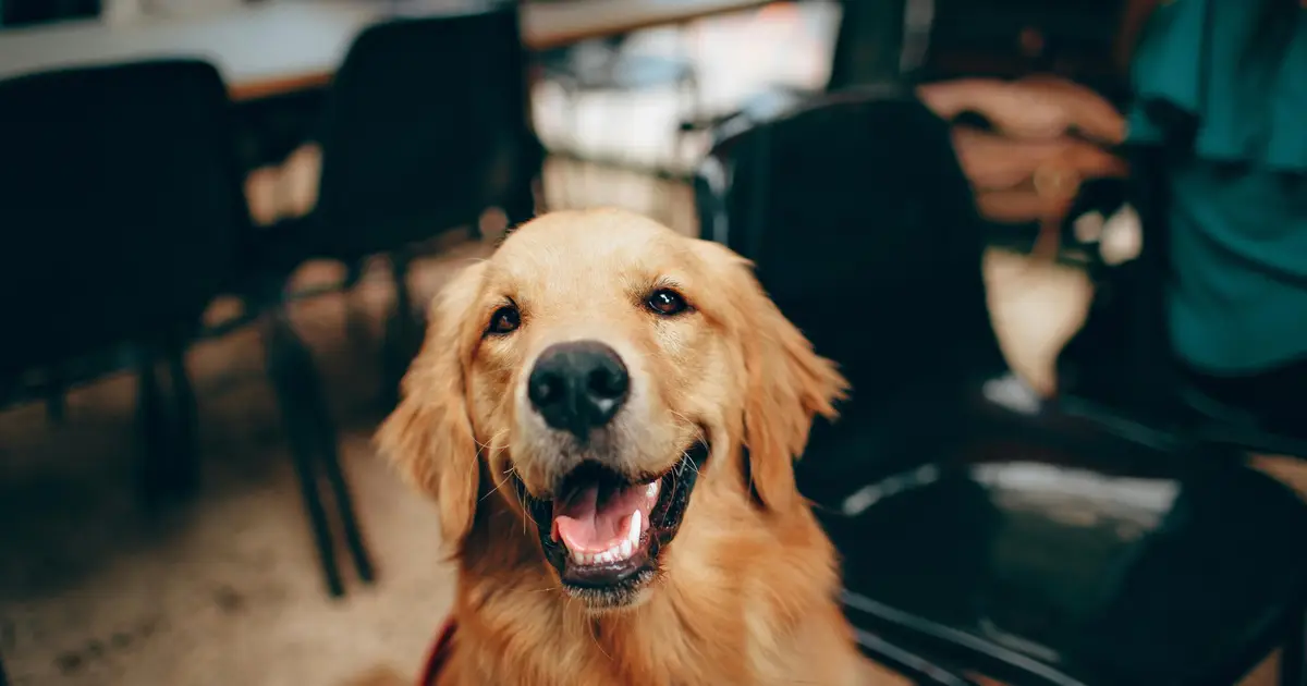 Daily probiotic could help prevent skin infections in dogs
