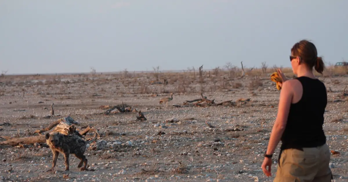 GPS collars reveal secrets of the power struggle between lions and hyenas in the wild
