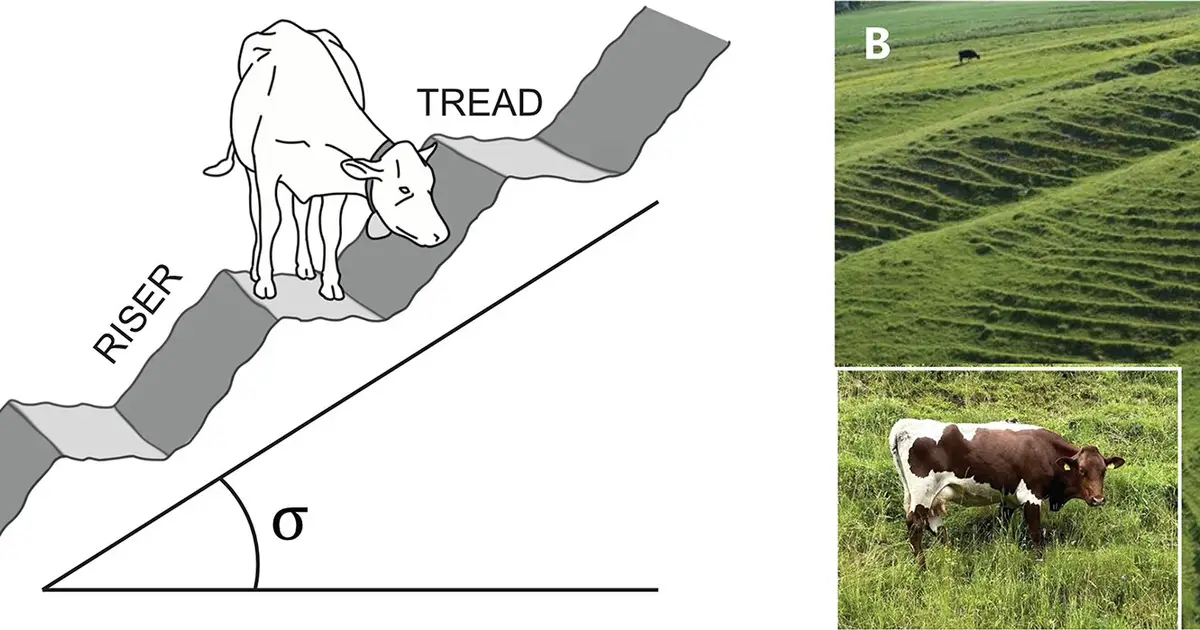 Darwin's 150‑year‑old hillside steps mystery may have a new answer from virtual grazing animals