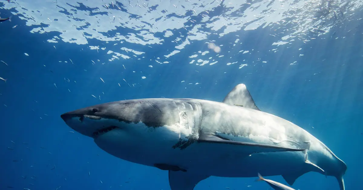 The Ghosts of the Mediterranean: What a rare great white shark sighting could reveal about a changing ocean