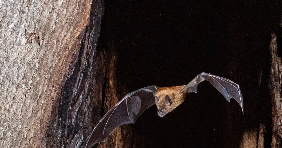 Zoologist's study of wild Panamanian bats highlights use of metrics to inform bat conservation