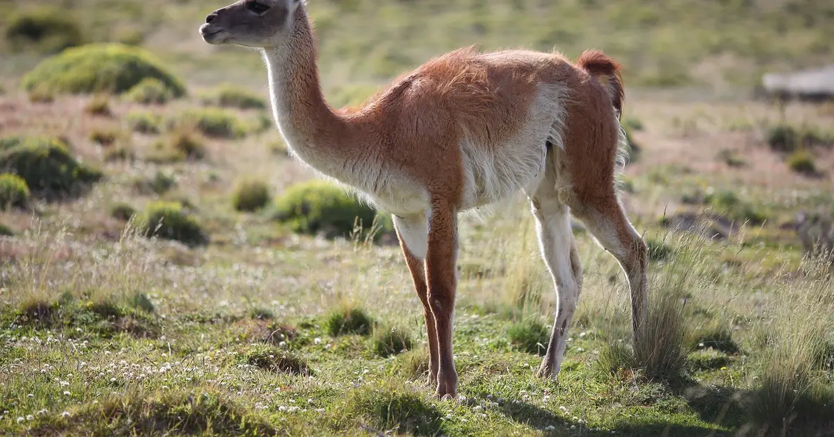 Wildlife populations have declined 73% since 1970—but many of the world's animals still aren't being counted