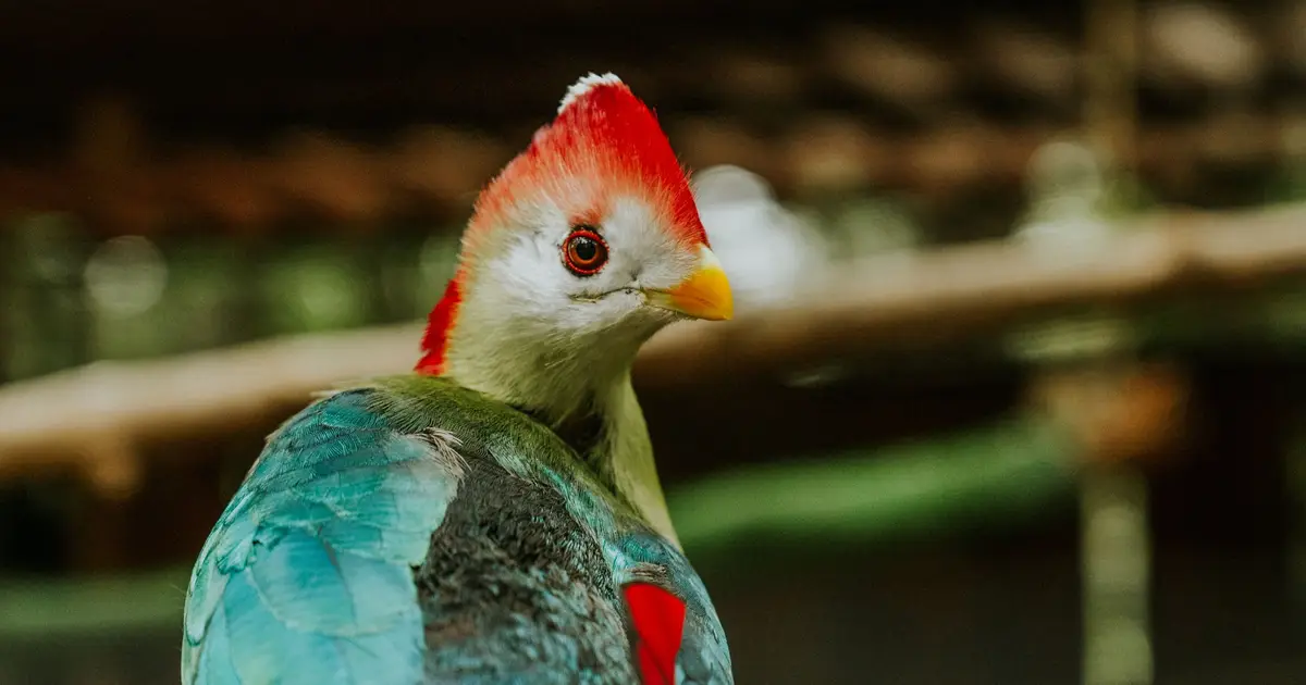 Guatemala gains its first endemic bird in American Ornithological Society's 67th supplement