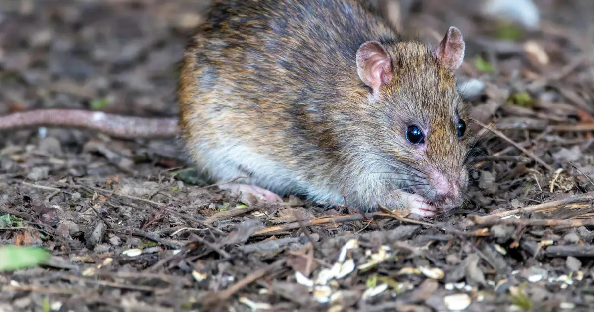 Hantavirus exposure among wildlife farmers in Vietnam: A warning for Southeast Asia