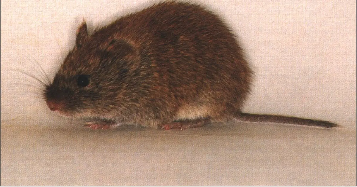 Hantaviruses may have co-evolved with rodents for ages, helping explain silent spread