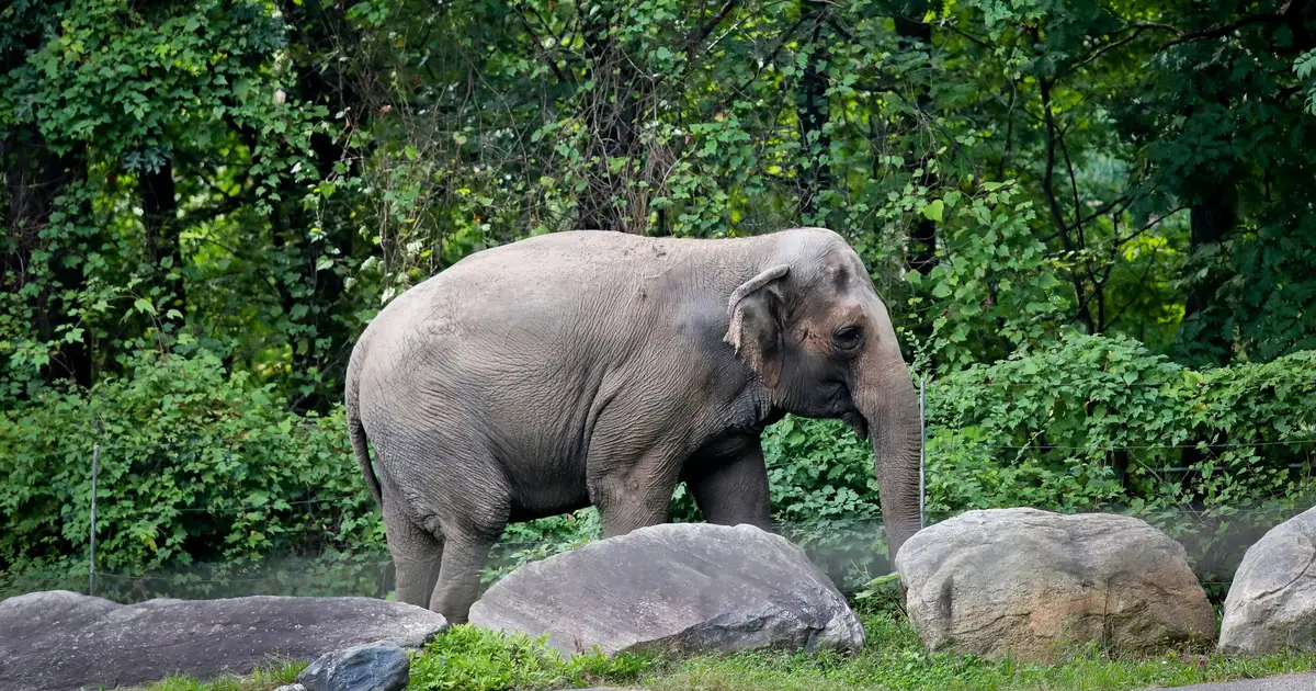 Happy, who taught researchers that elephants can recognize themselves, is euthanized at Bronx Zoo