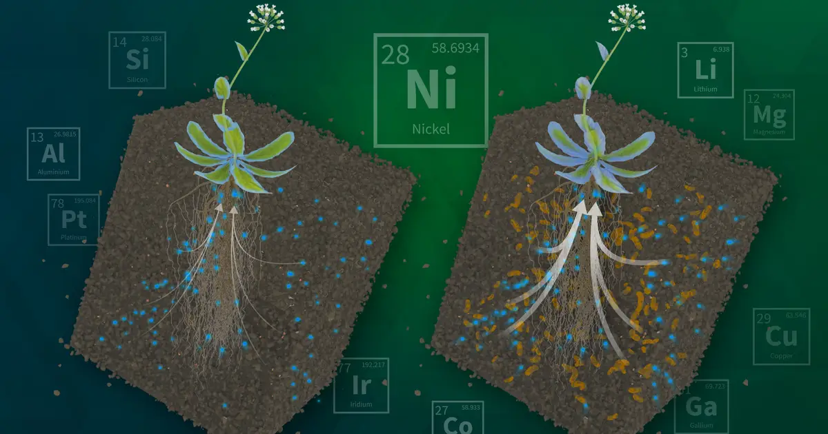 Agentic AI accelerates search for crops that can harvest critical minerals