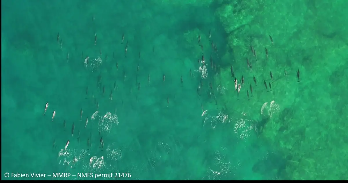 Hawaiʻi island spinner dolphins are producing fewer calves