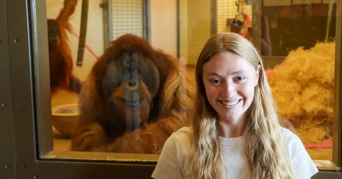 Hearing laughter may cause orangutans to value rewards more